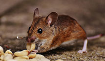 Find Exterminators in Herkimer County